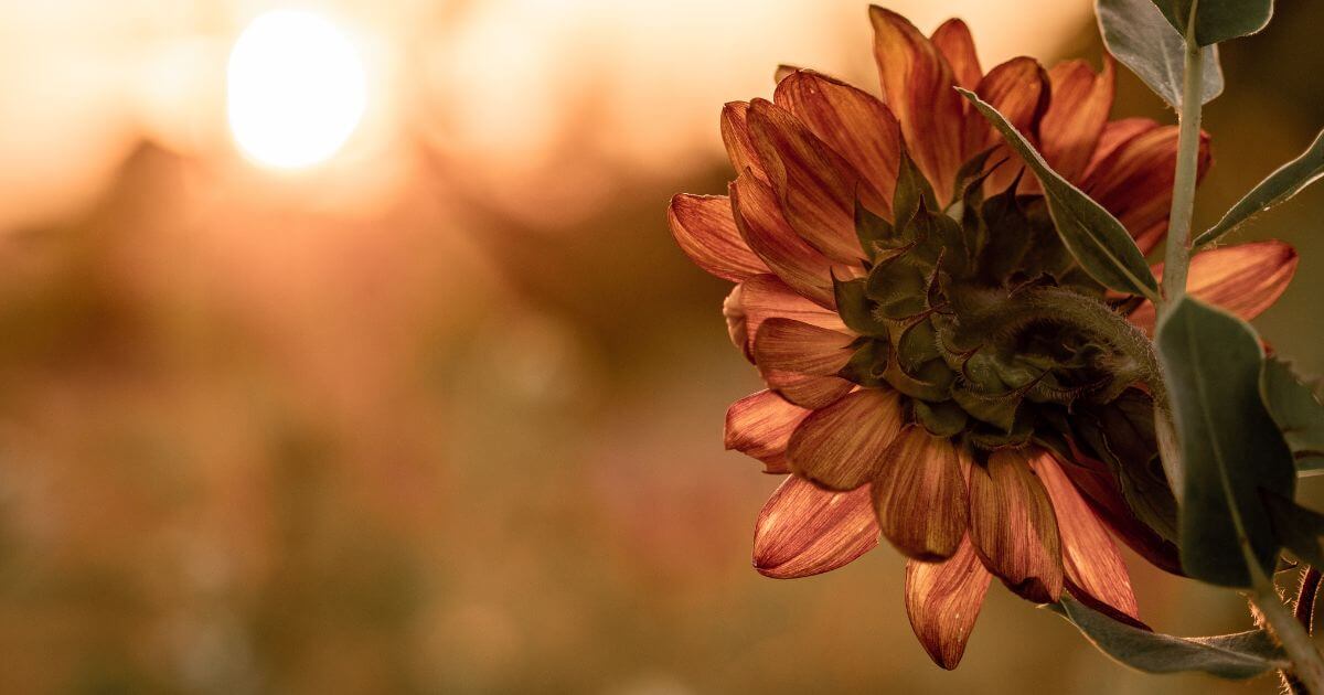 What is the importance of biblical creationism?