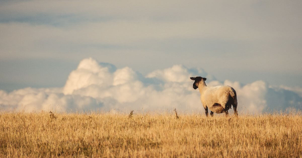 Why was a blood sacrifice required in the Old Testament sacrificial system?