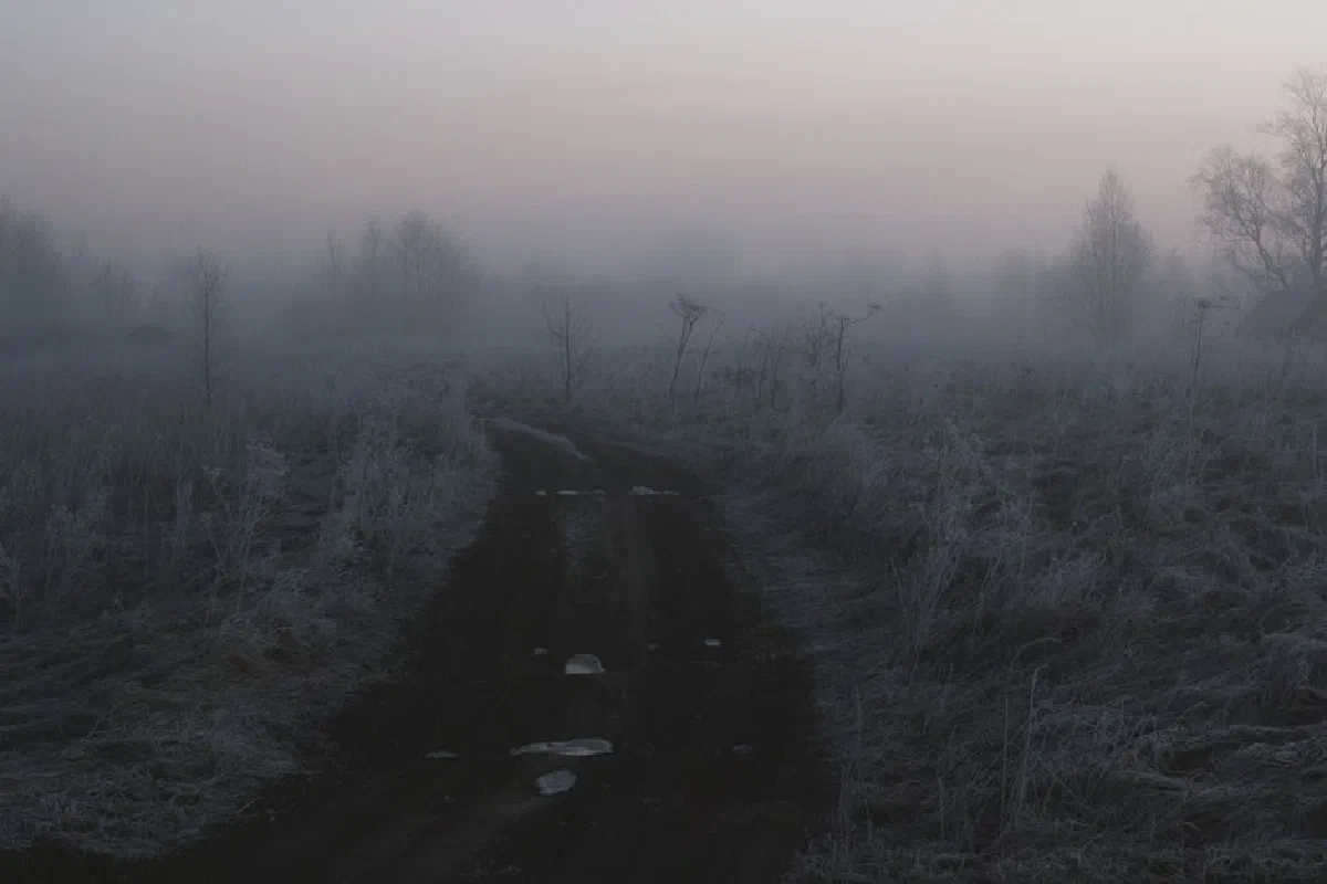 Moody winter scene with misty road and foggy forest, capturing serene nature atmosphere.