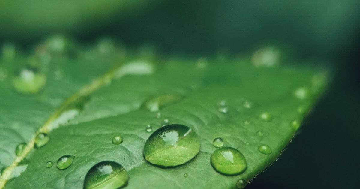 The canopy theory – What is it?