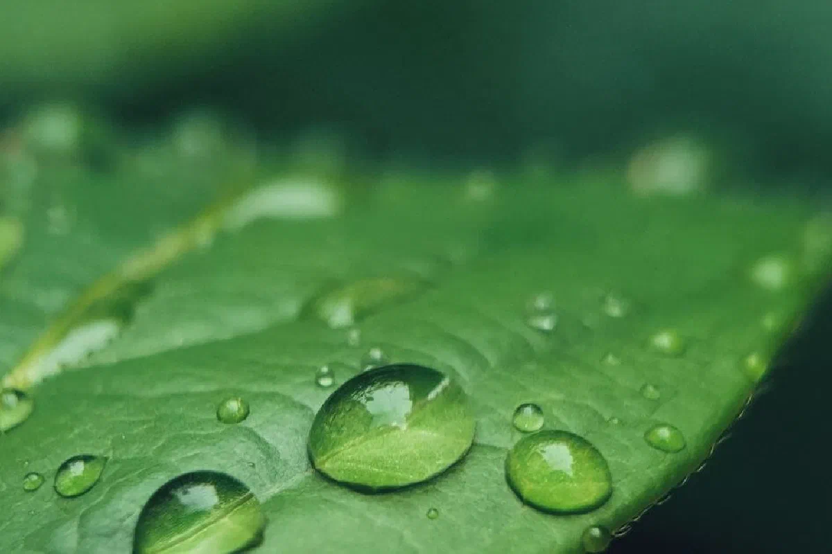 The canopy theory – What is it?