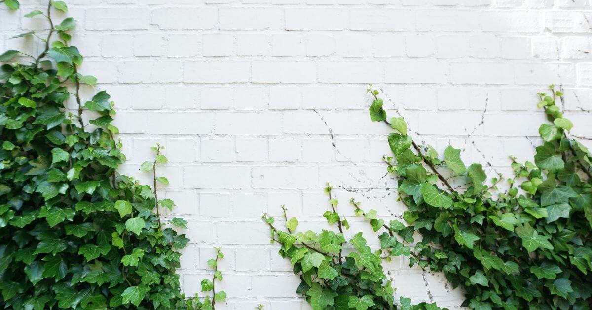 Does the Bible give insight into church growth?