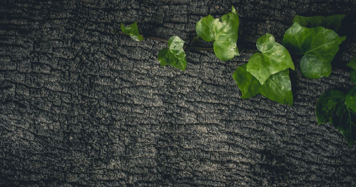 Why do some churches die, yet others seem to thrive?