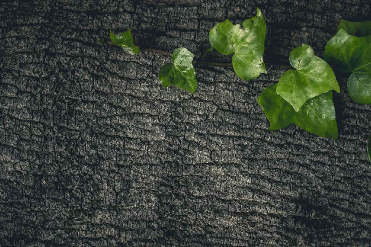 Why do some churches die, yet others seem to thrive?