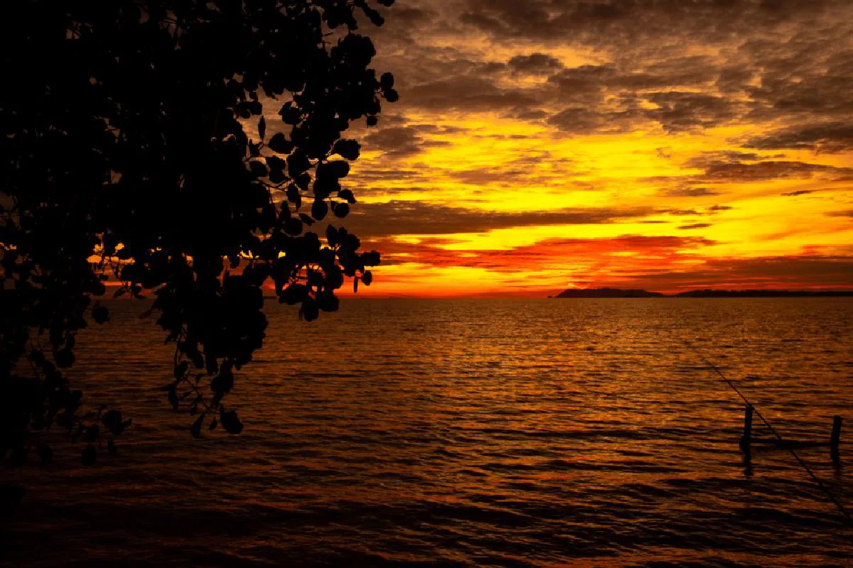 A breathtaking sunset over the ocean featuring silhouette leaves against a golden sky.