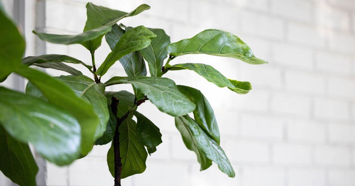 Why did Jesus curse a fig tree? What is the importance of Jesus cursing the fig tree?