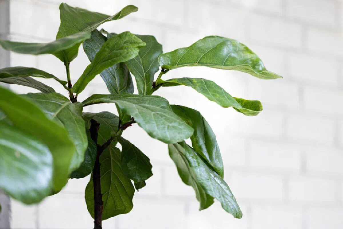 Why did Jesus curse a fig tree? What is the importance of Jesus cursing the fig tree?
