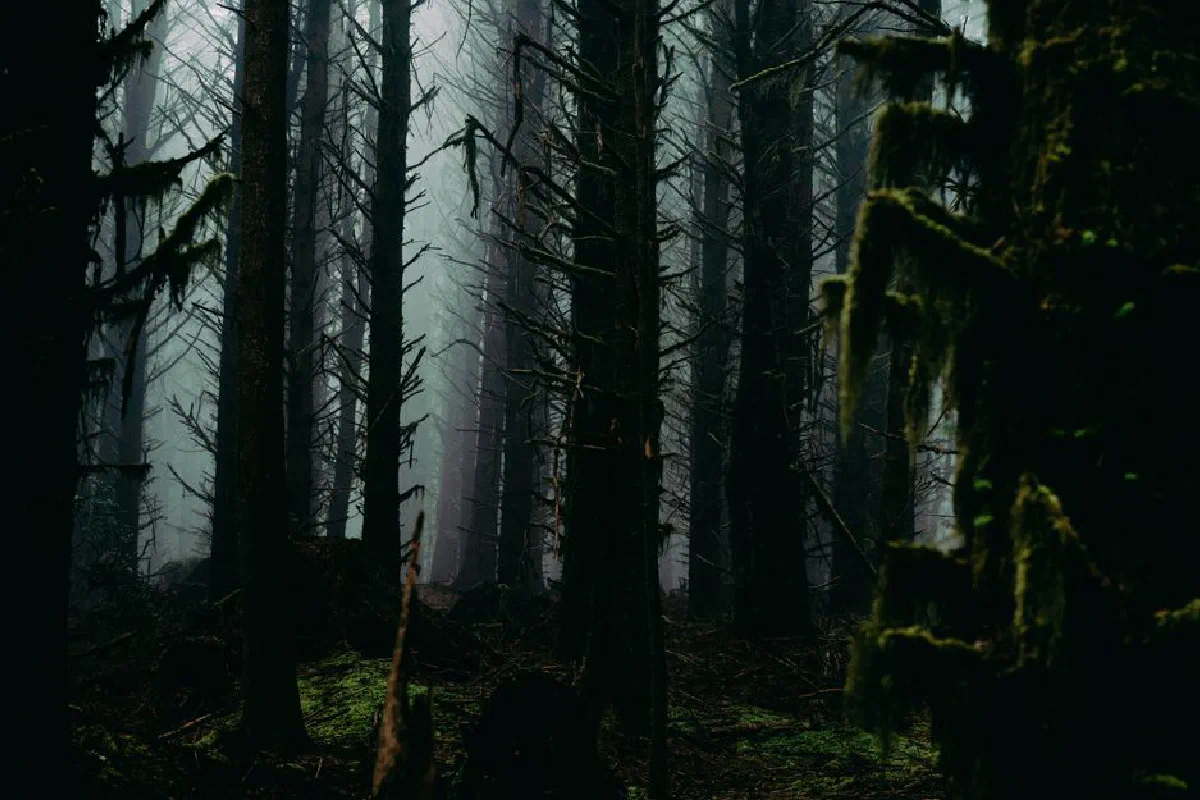 Discover the eerie beauty of a foggy forest with moss-covered trees and a dark, moody atmosphere.