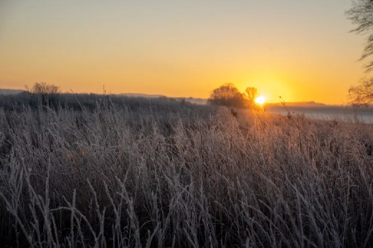 Frost-covered grasslands at sunrise create a serene rural landscape in West Newton, MN.