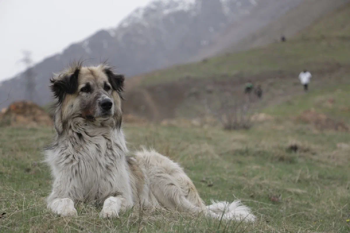 A shepherd dog laying on a grassy hill with distant mountains and hikers.