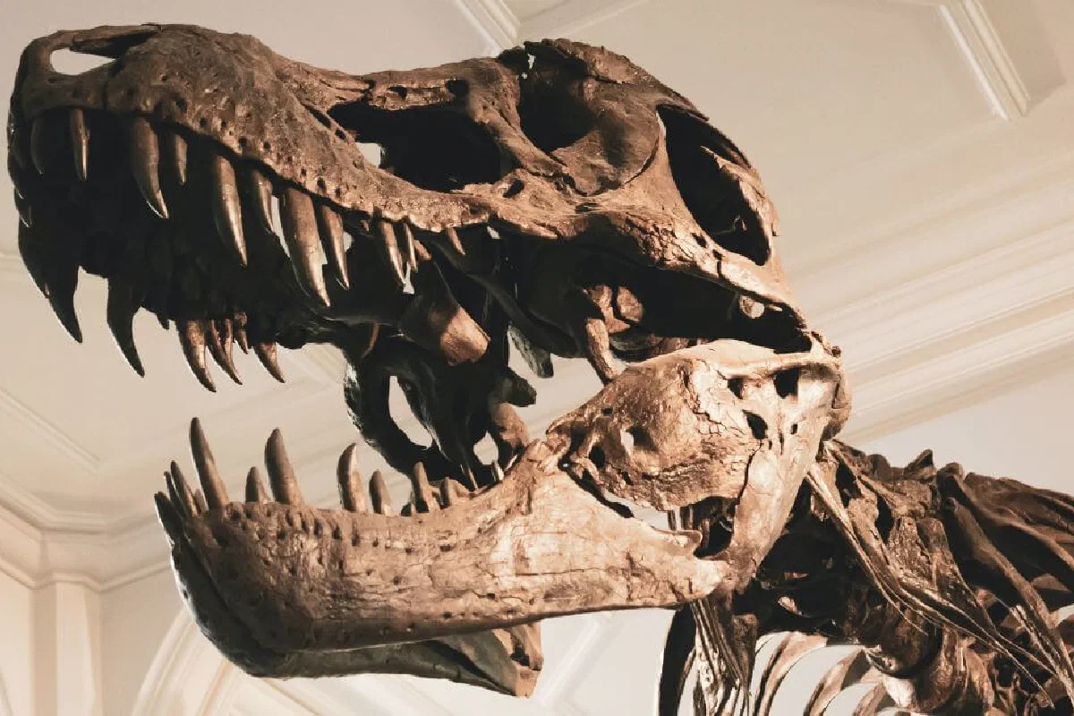 Are there dinosaurs in the Bible?