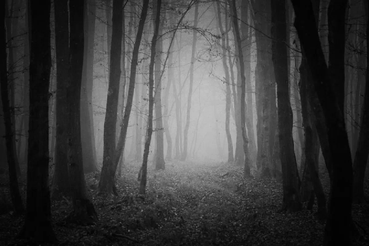 Captivating monochrome view of a foggy forest path, evoking mystery.