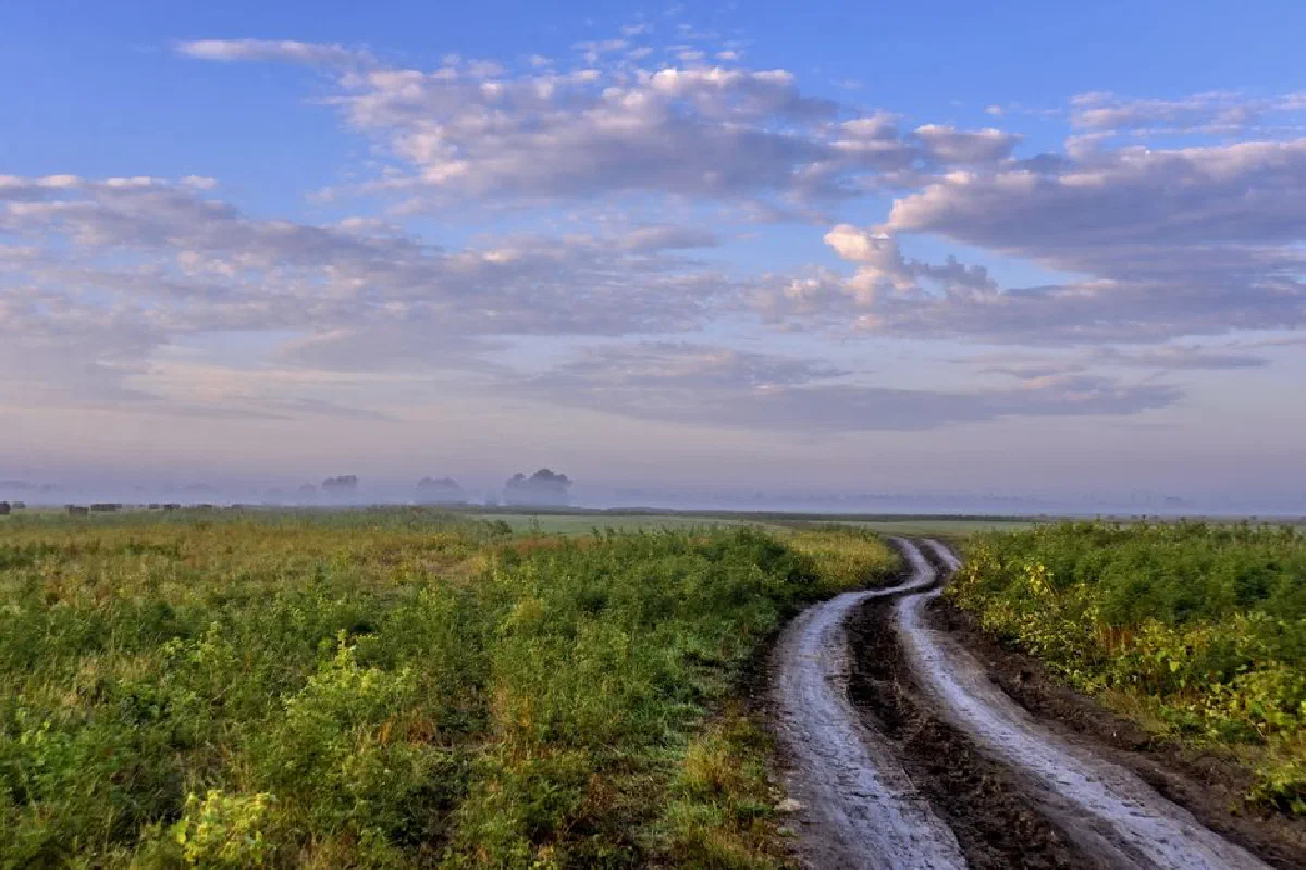 Experience a tranquil dirt road winding through a misty field under a bright morning sky.