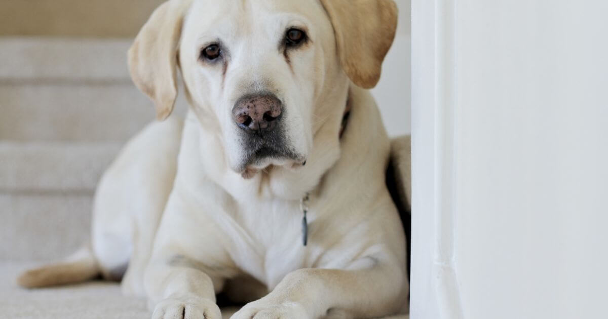 Do pets/animals go to heaven?