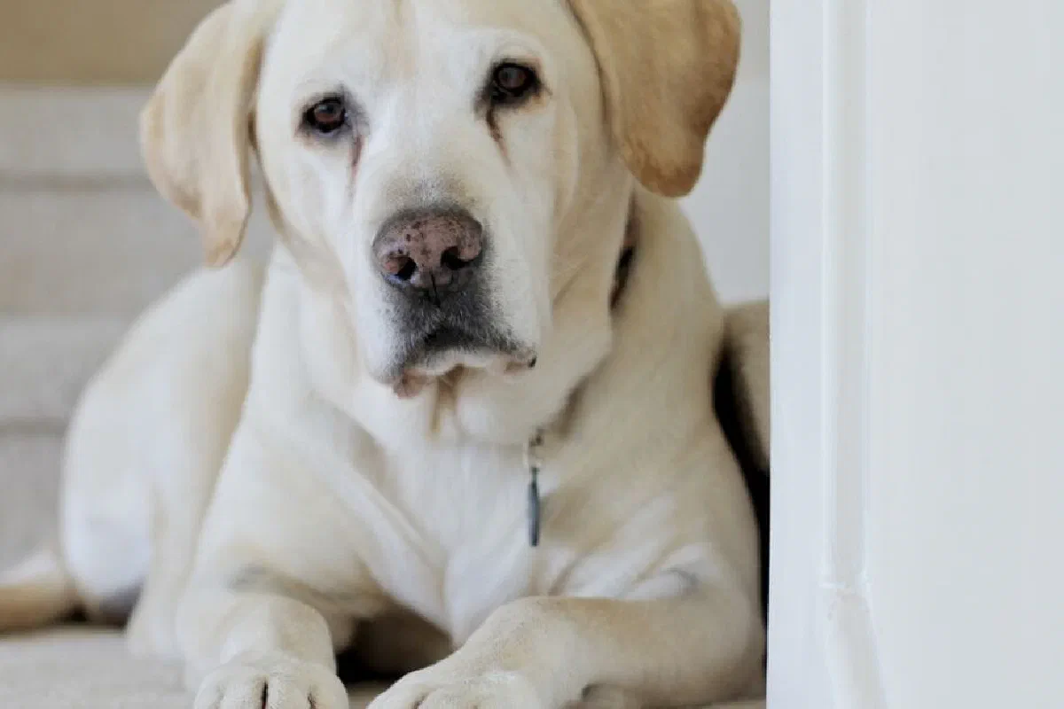 Do pets/animals go to heaven?