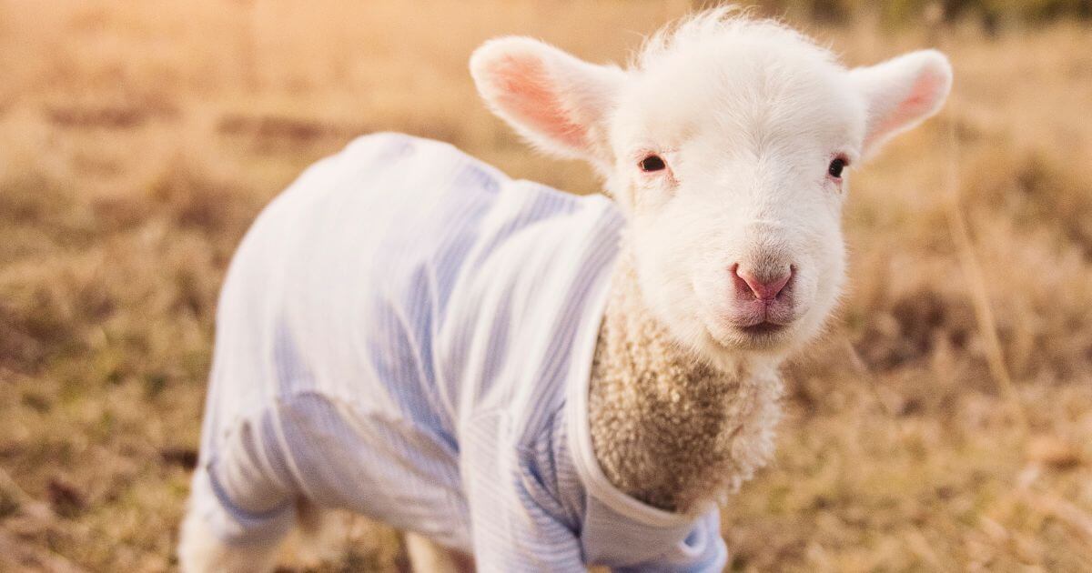 What is the doctrine of substitution?