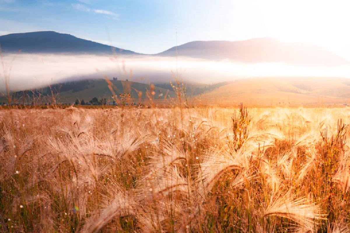 Golden wheat fields in Eagle Nest, NM, at sunrise, capturing the serene beauty of the countryside.