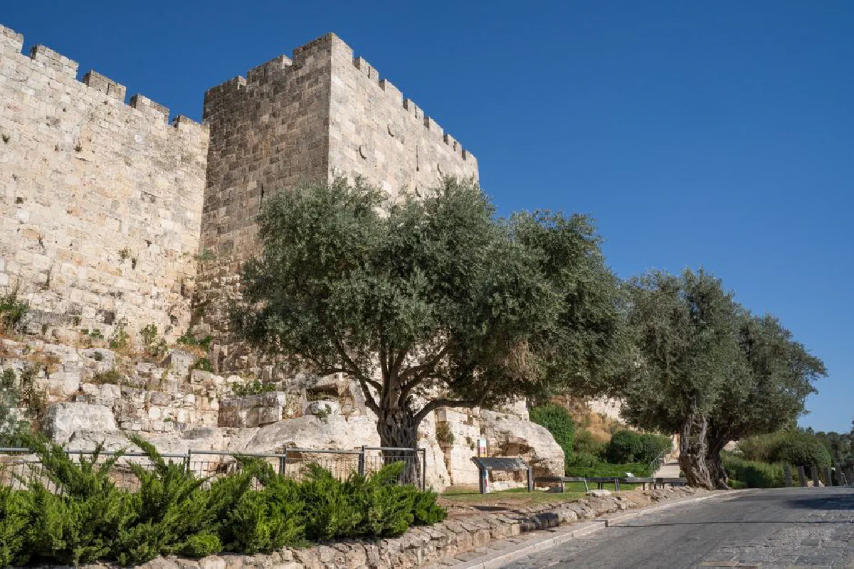Ancient stone wall with olive trees in Jerusalem under a clear blue sky.