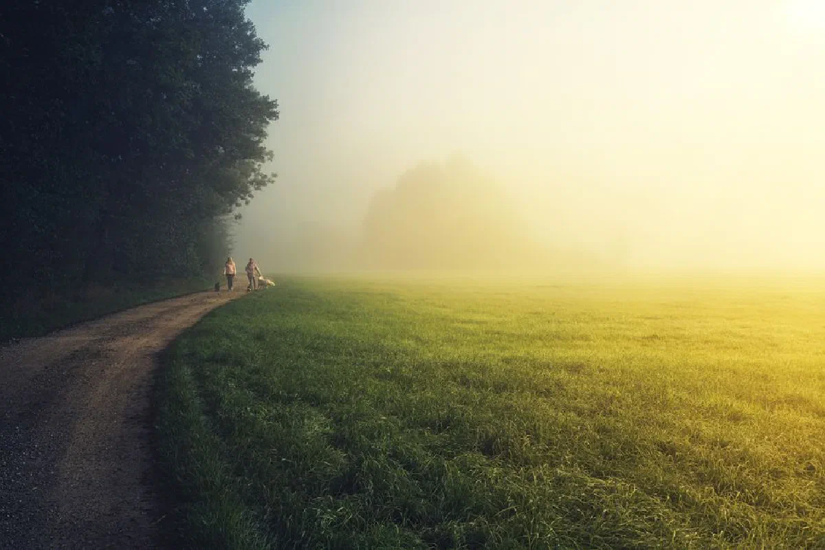 Two people walking their dog on a foggy countryside path at sunrise, surrounded by lush green fields.