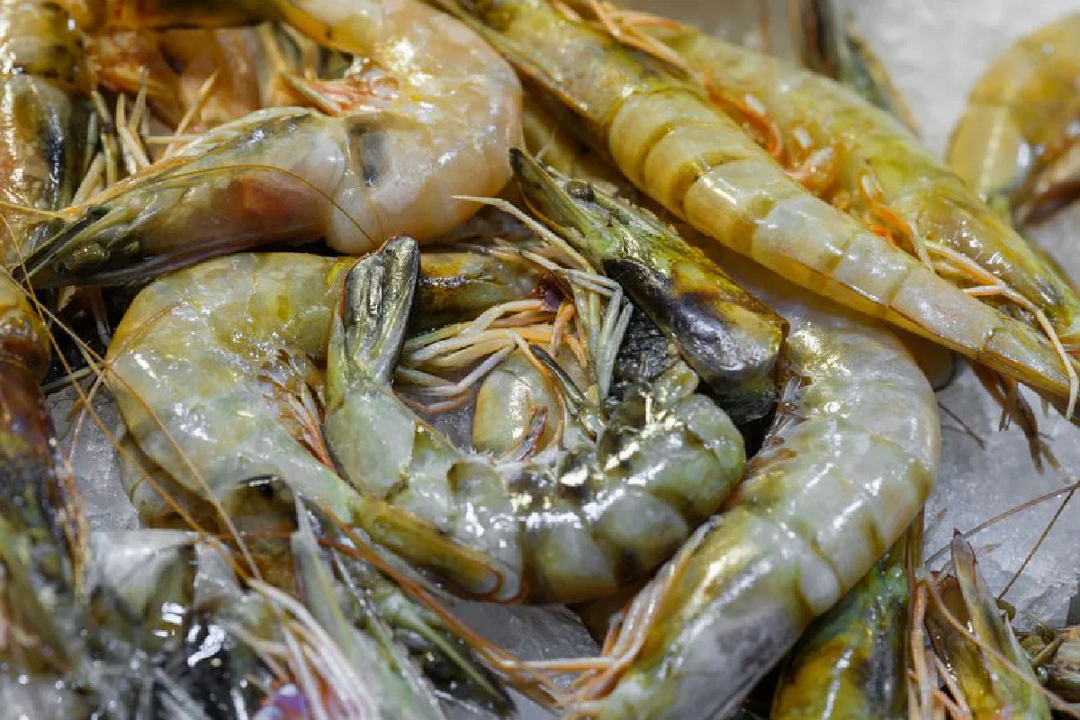 Closeup of fresh raw shrimp displayed on ice, ideal for healthy seafood dishes.