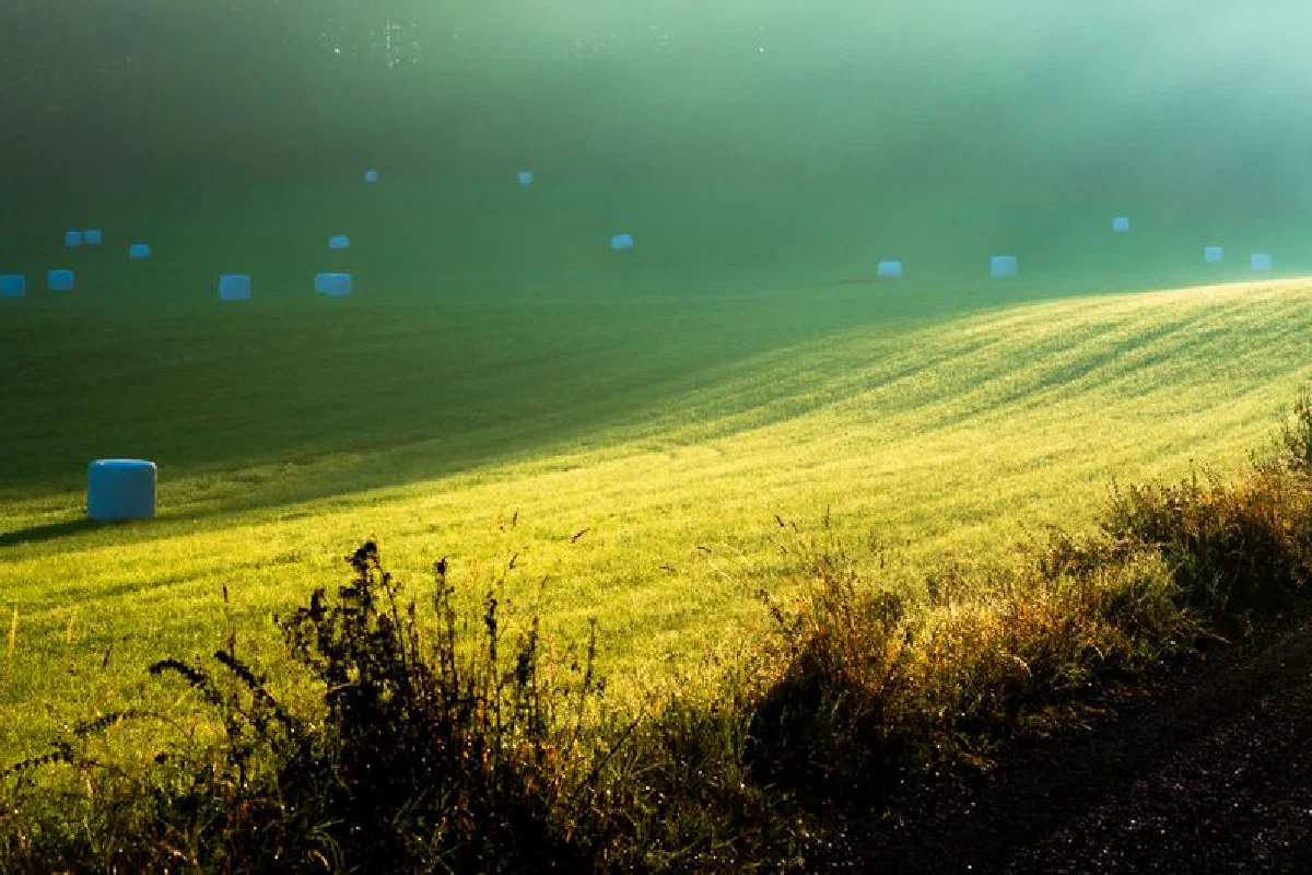 Scenic view of a peaceful countryside field with scattered hay bales under morning sunlight.