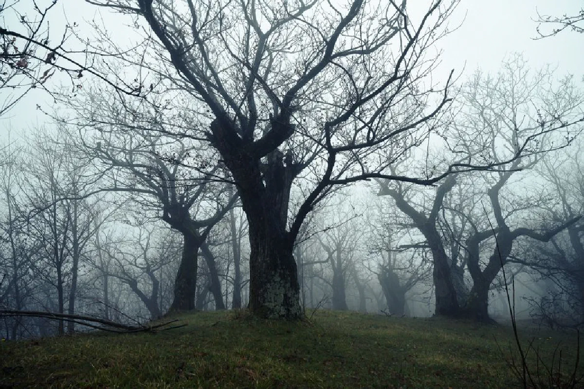 Eerie mist envelops leafless trees in a serene rural orchard, creating a mysterious atmosphere.