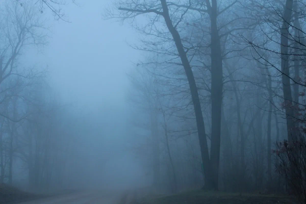 A mysterious fog envelops a forest of bare trees, creating an eerie and misty ambiance.