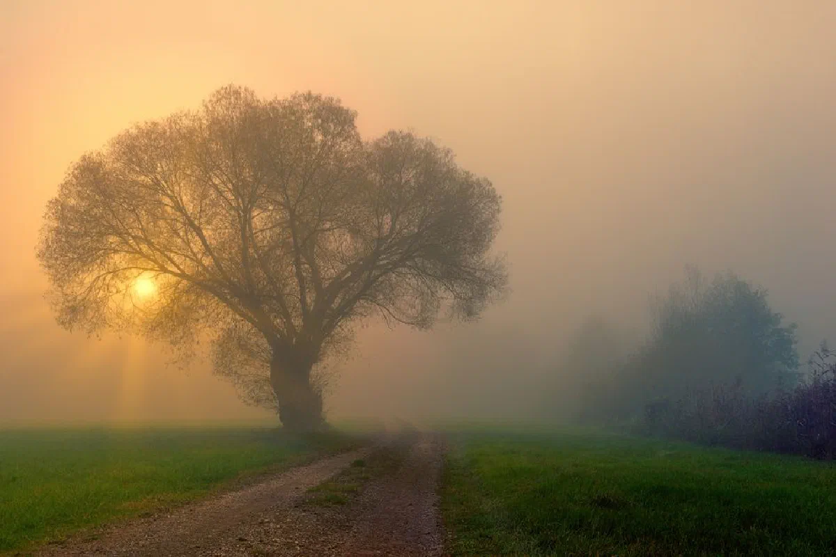 Bright sun shining through fog and big tree in peaceful park during dawn