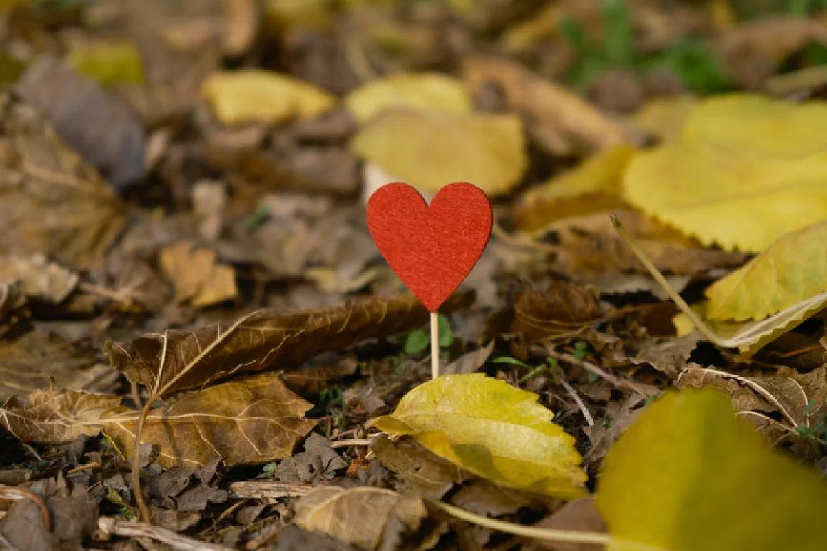 A red heart-shaped decoration resting amid fallen autumn leaves, symbolizing love in nature.