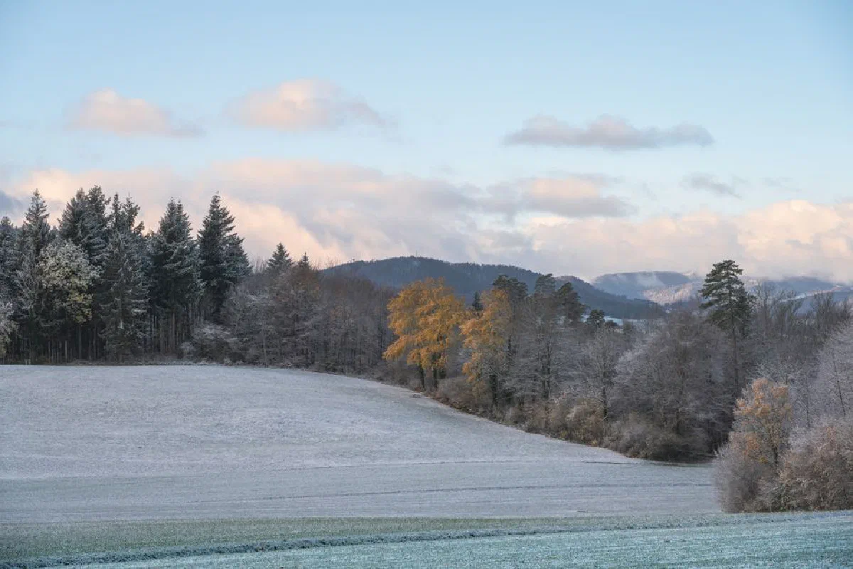 Serene winter landscape with frosty trees in a rural countryside setting.