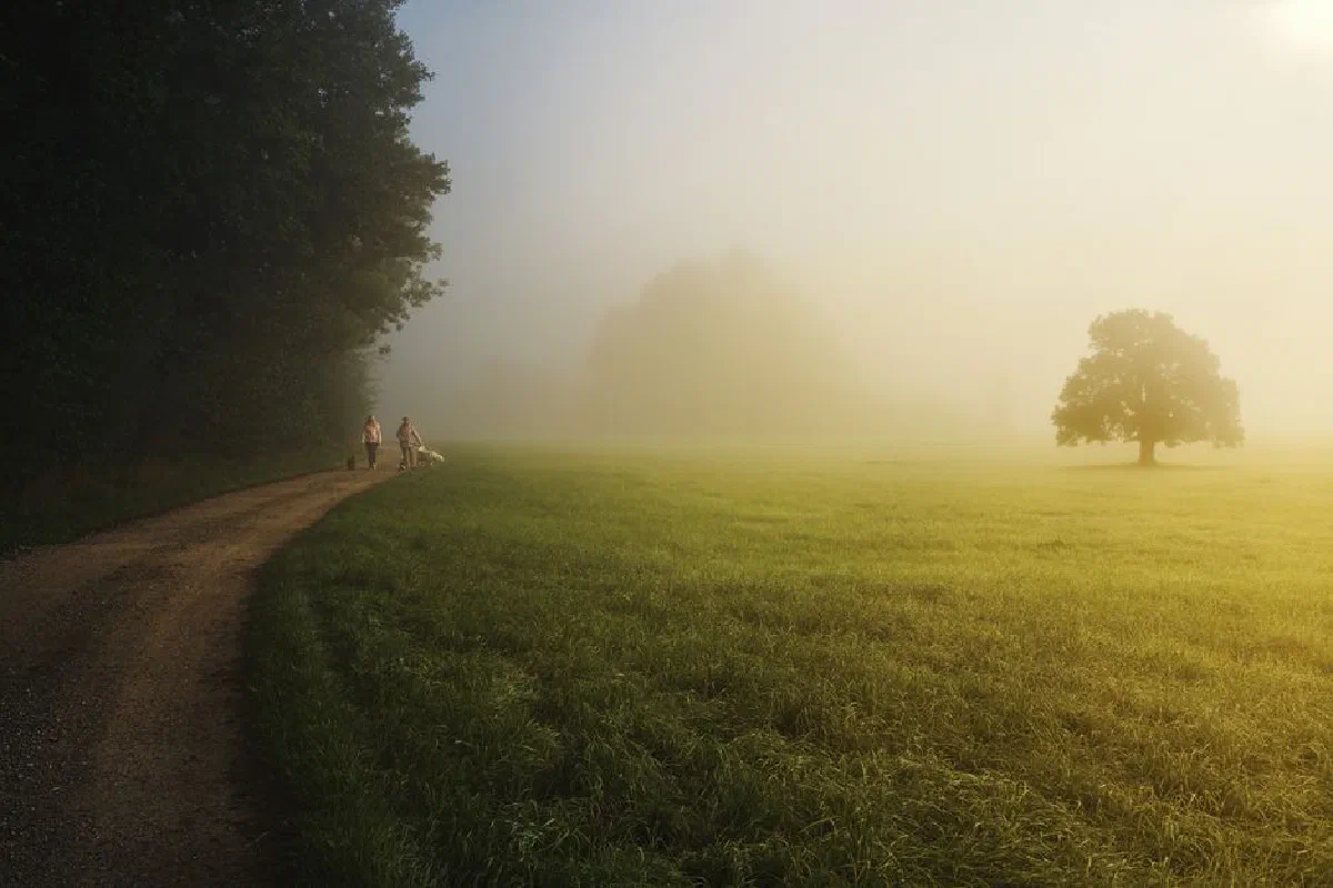Two people walking dogs on a foggy rural path through a misty countryside landscape.