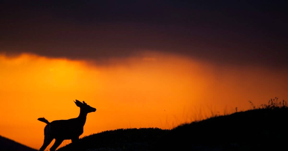 What does 'feet like a deer' mean in the Bible (Psalm 18; Habakkuk 3:19)?