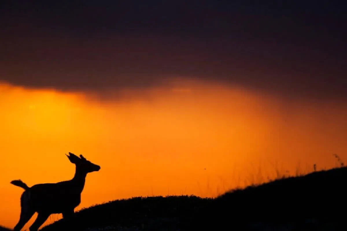 What does 'feet like a deer' mean in the Bible (Psalm 18; Habakkuk 3:19)?