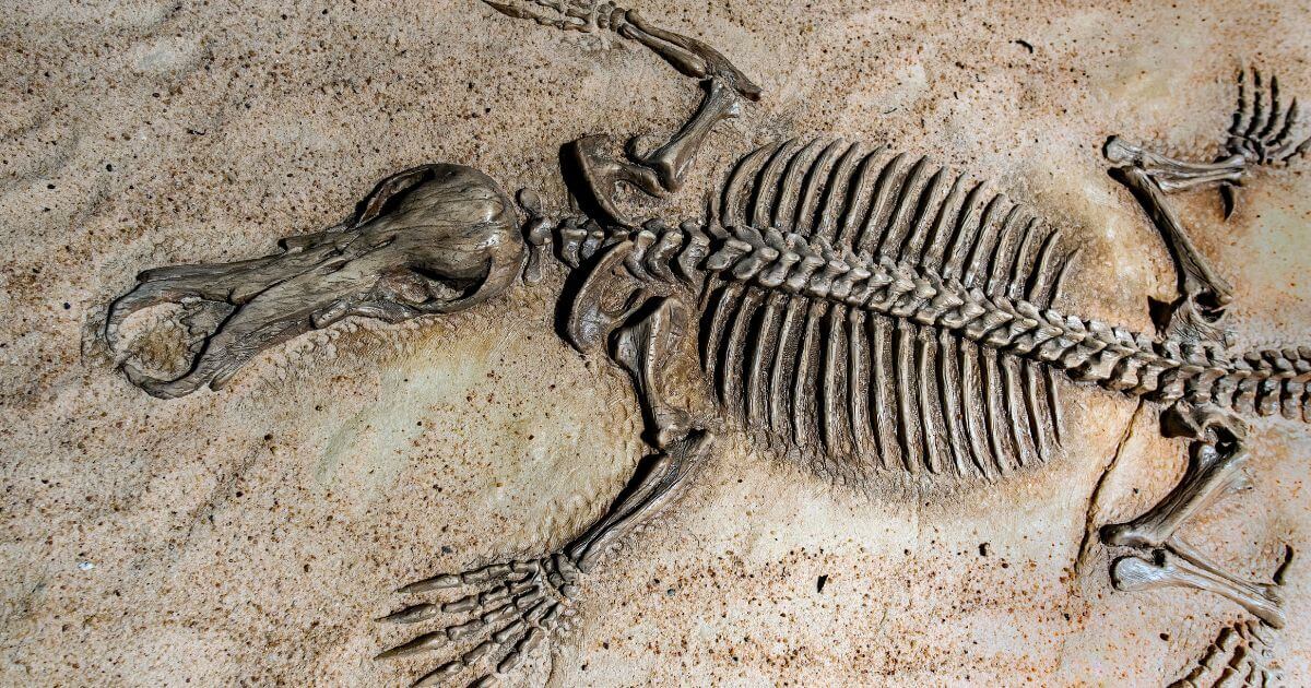 How does young earth creationism view the fossil record?