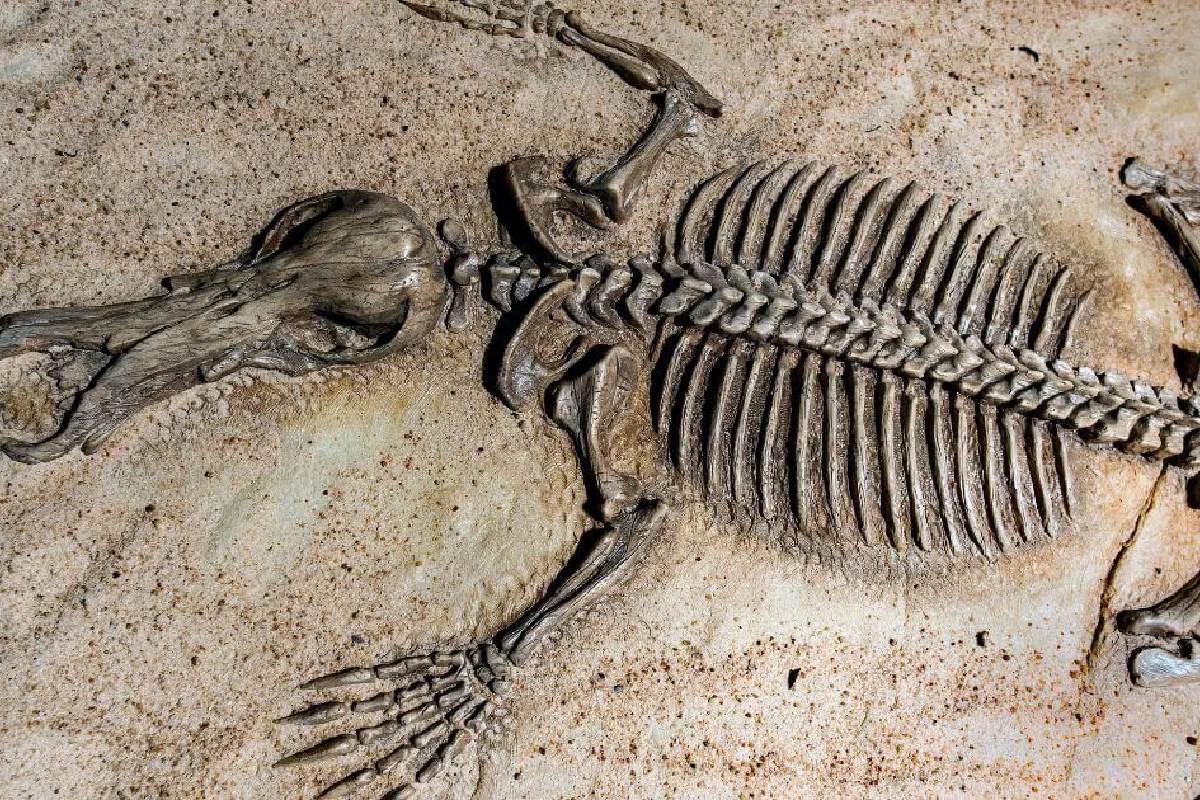 How does young earth creationism view the fossil record?