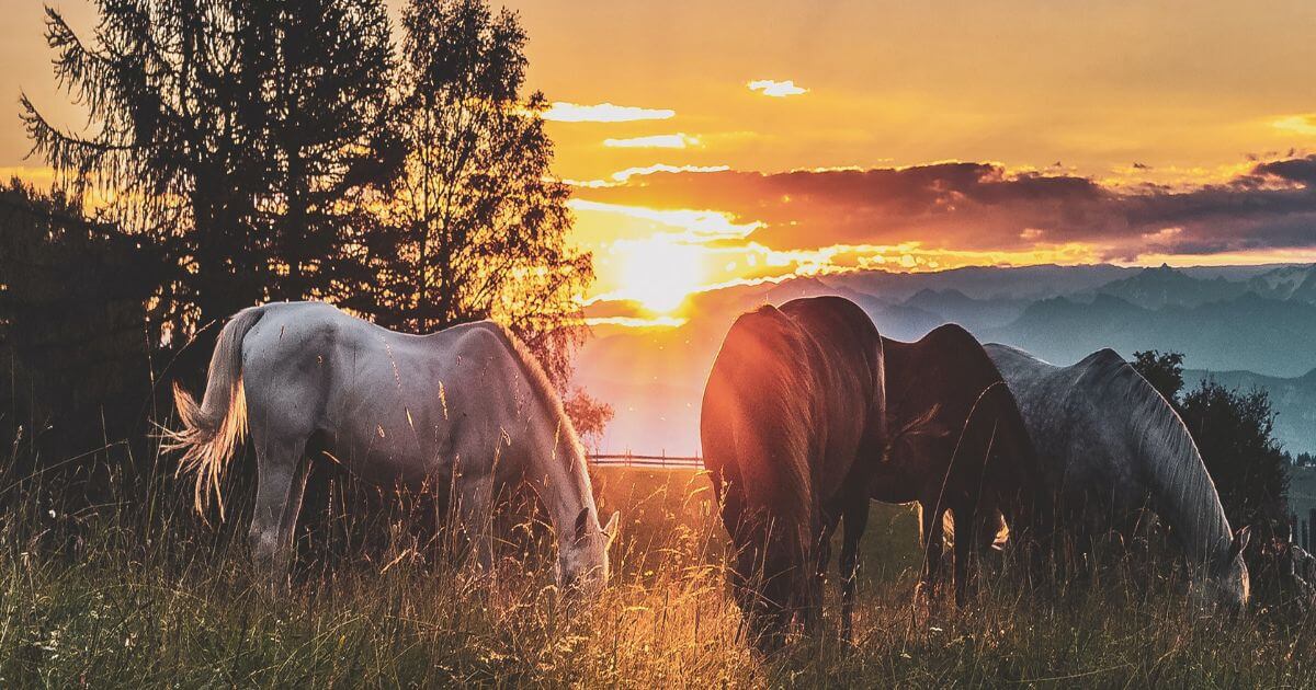 What are the Four Horsemen of the Apocalypse?