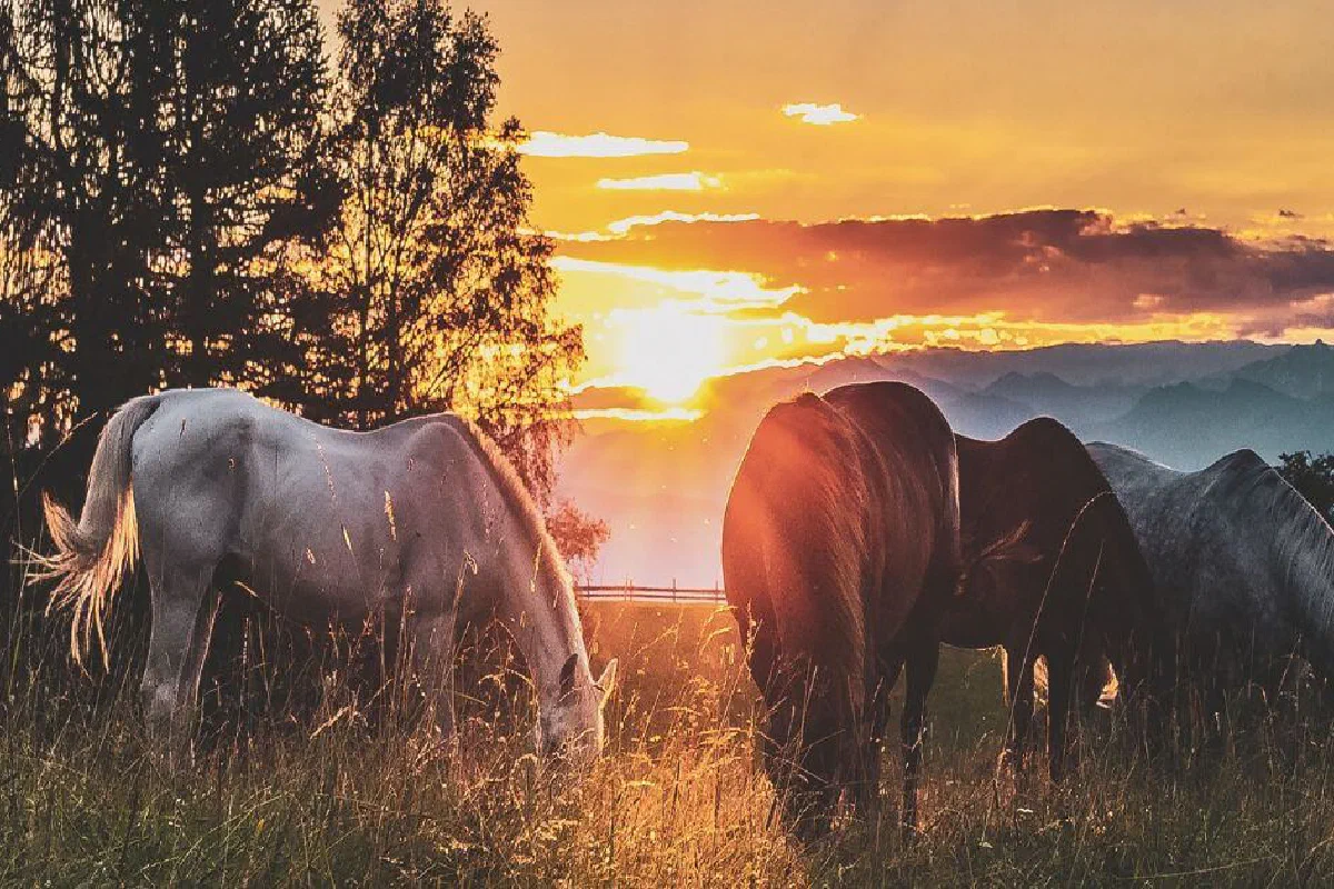 What are the Four Horsemen of the Apocalypse?