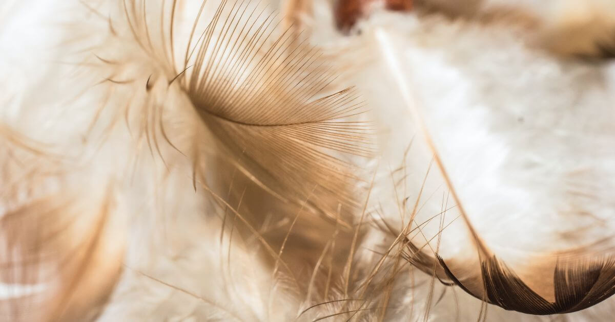 The four living creatures in Revelation – Who are they?