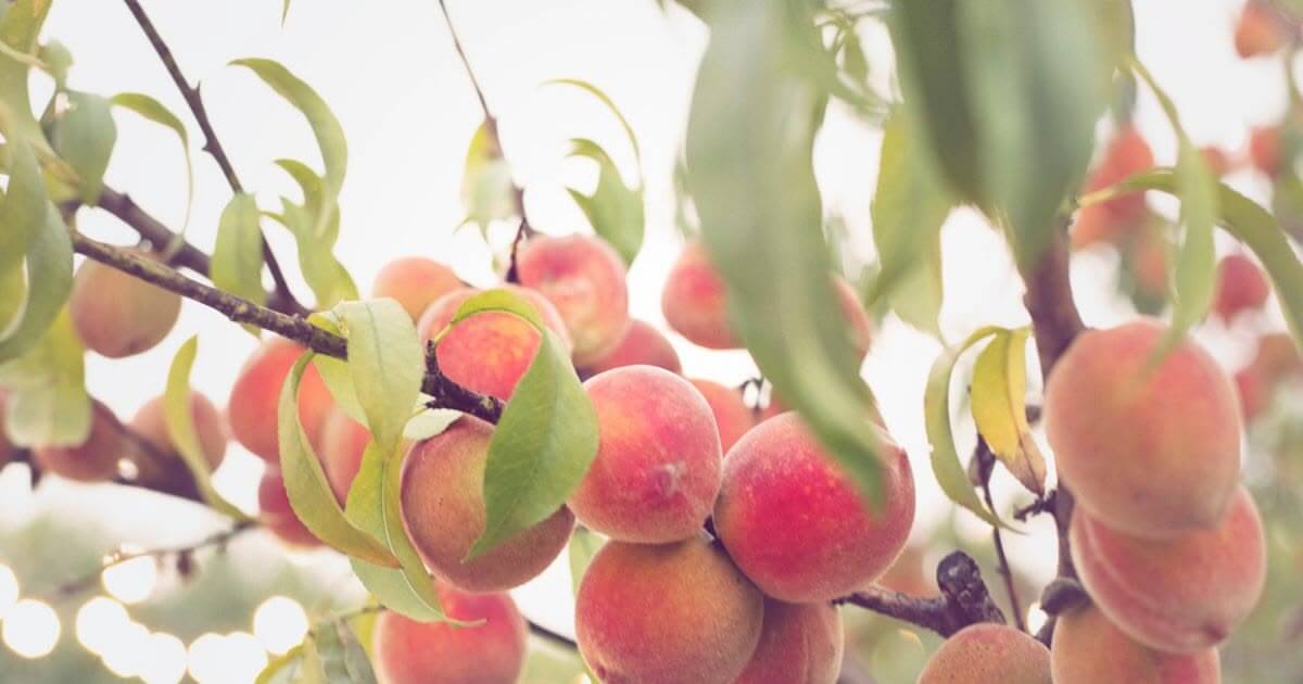 What is the fruit of the Spirit?