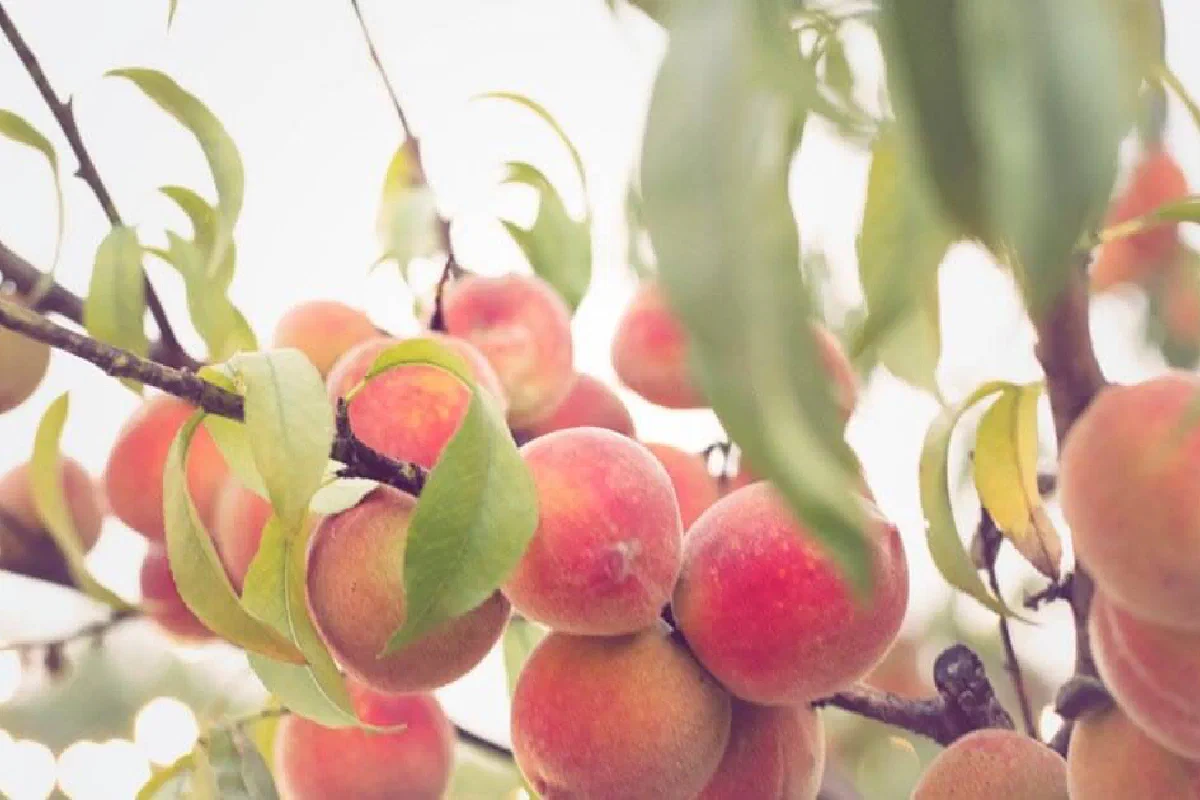 What is the fruit of the Spirit?