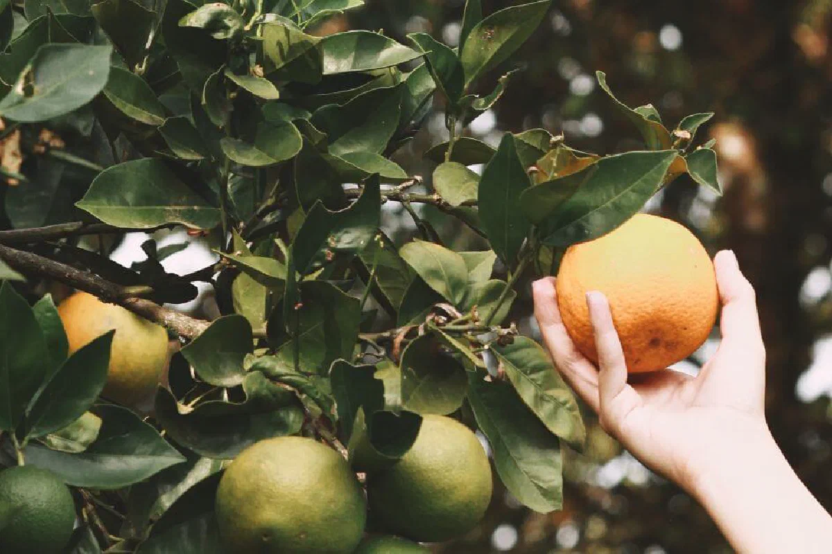 What is meant by being a fruitful Christian?