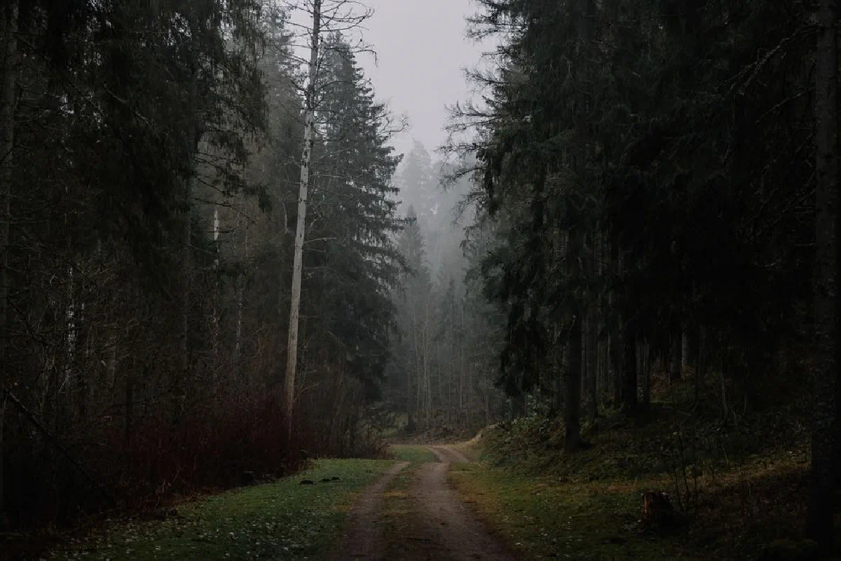 A serene misty forest path winding through lush evergreen trees in a tranquil woodland.