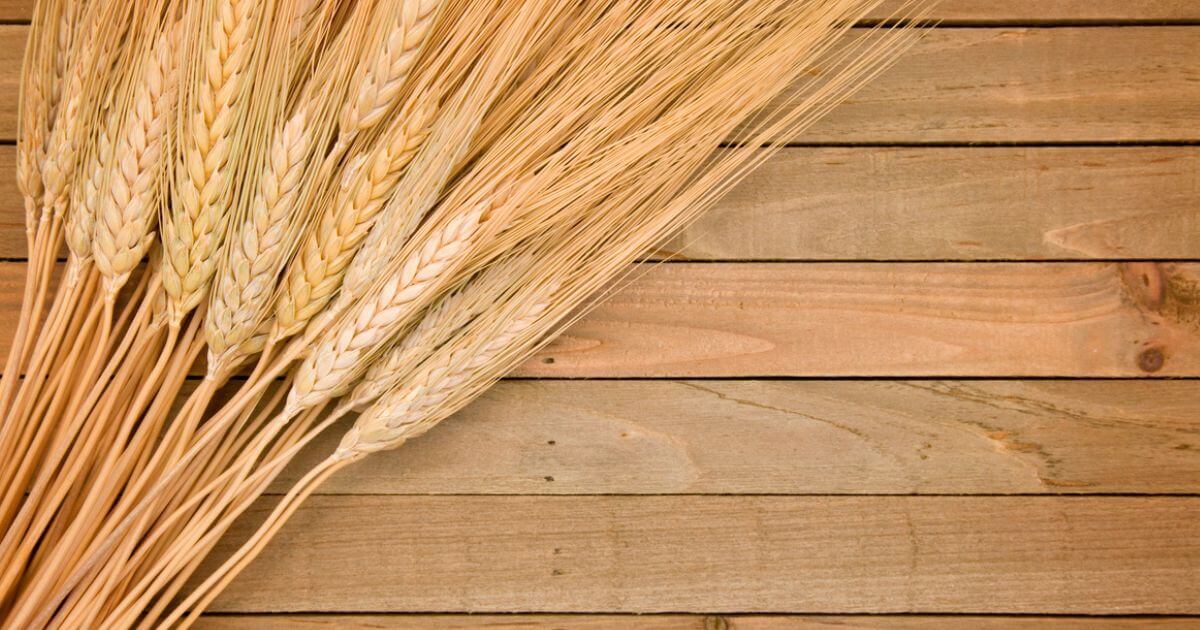 What was the Old Testament grain offering?