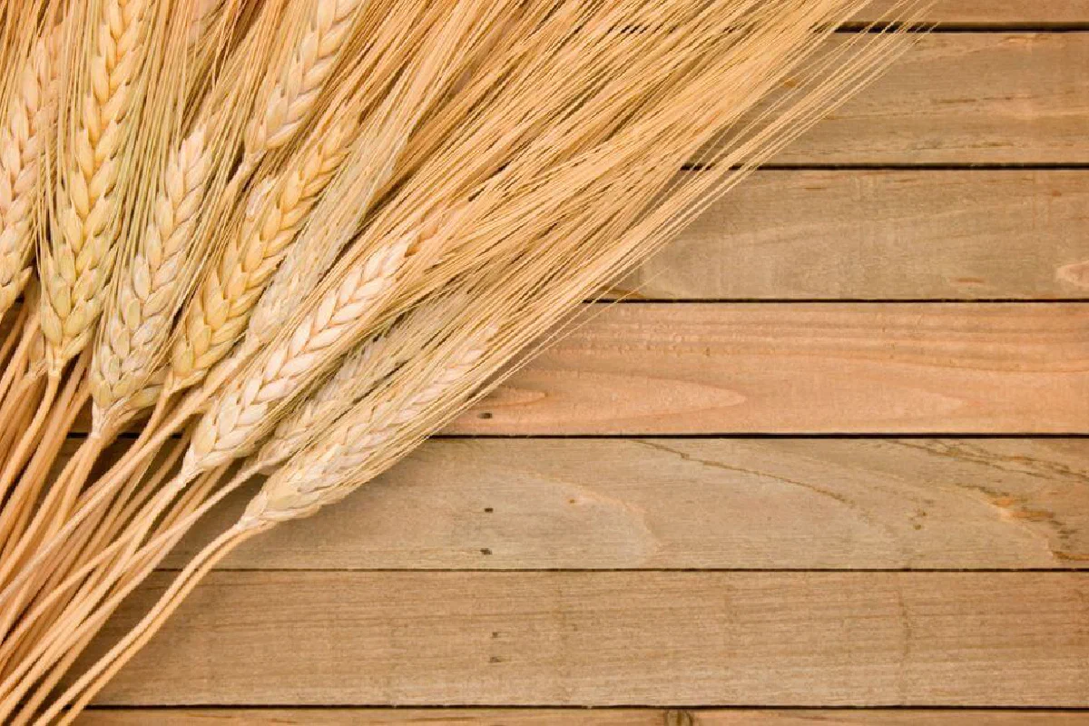What was the Old Testament grain offering?