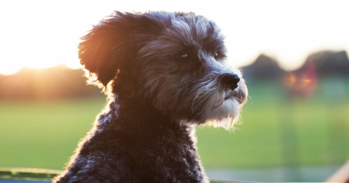 How can I handle grieving the loss of a pet?