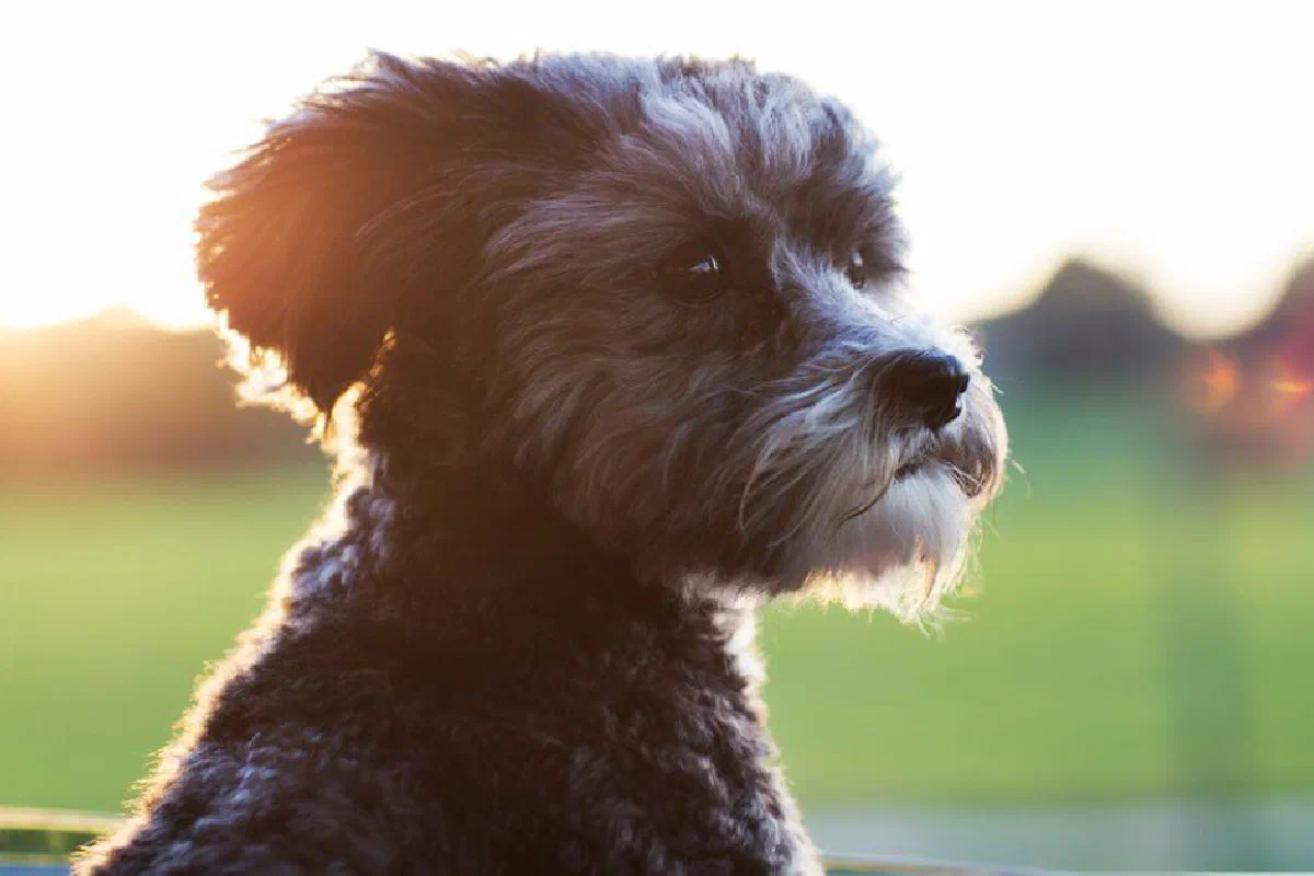 How can I handle grieving the loss of a pet?
