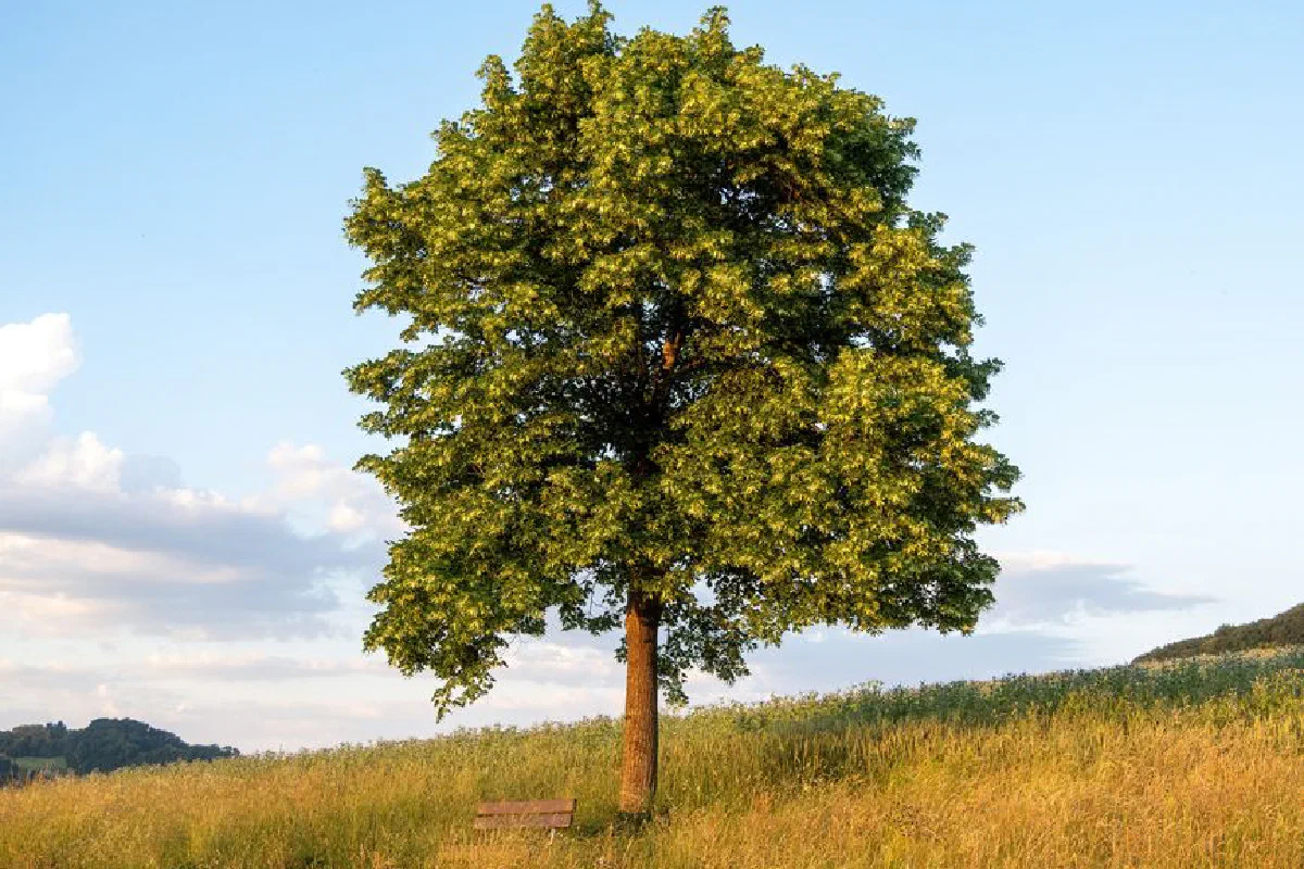A solitary tree stands in a sunlit field, capturing the essence of summer tranquility.