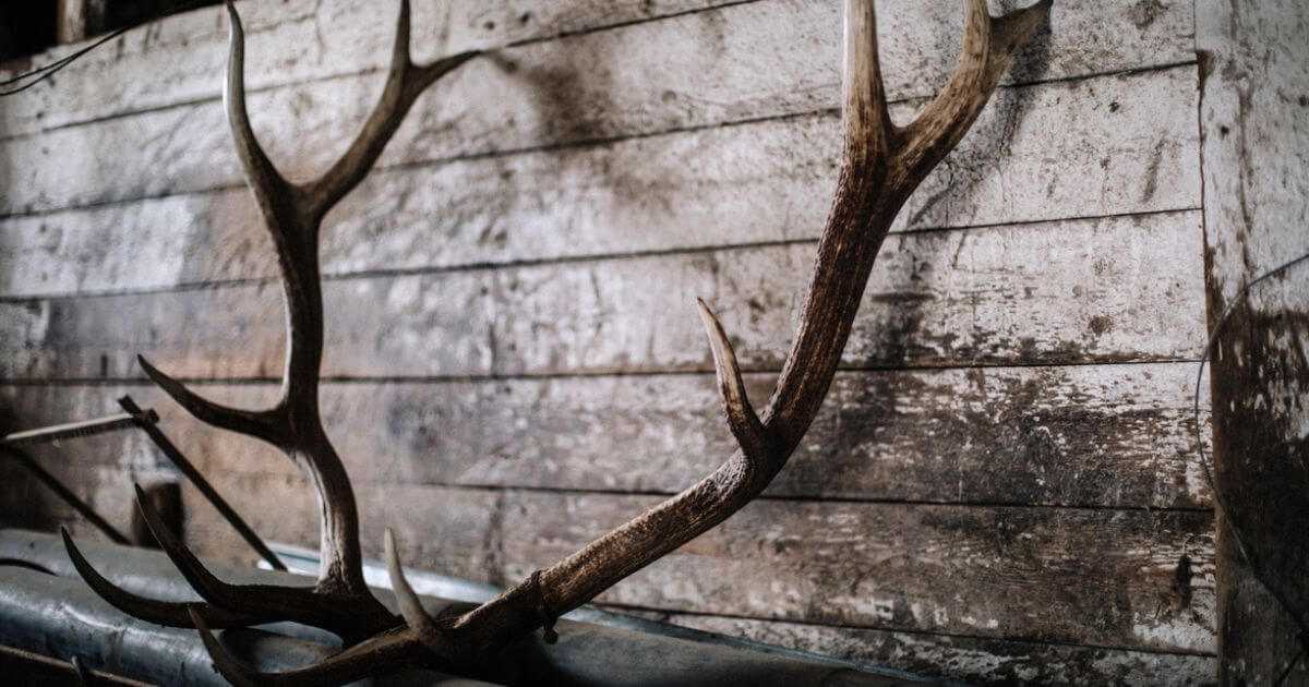 What is the significance of the horns of the altar?