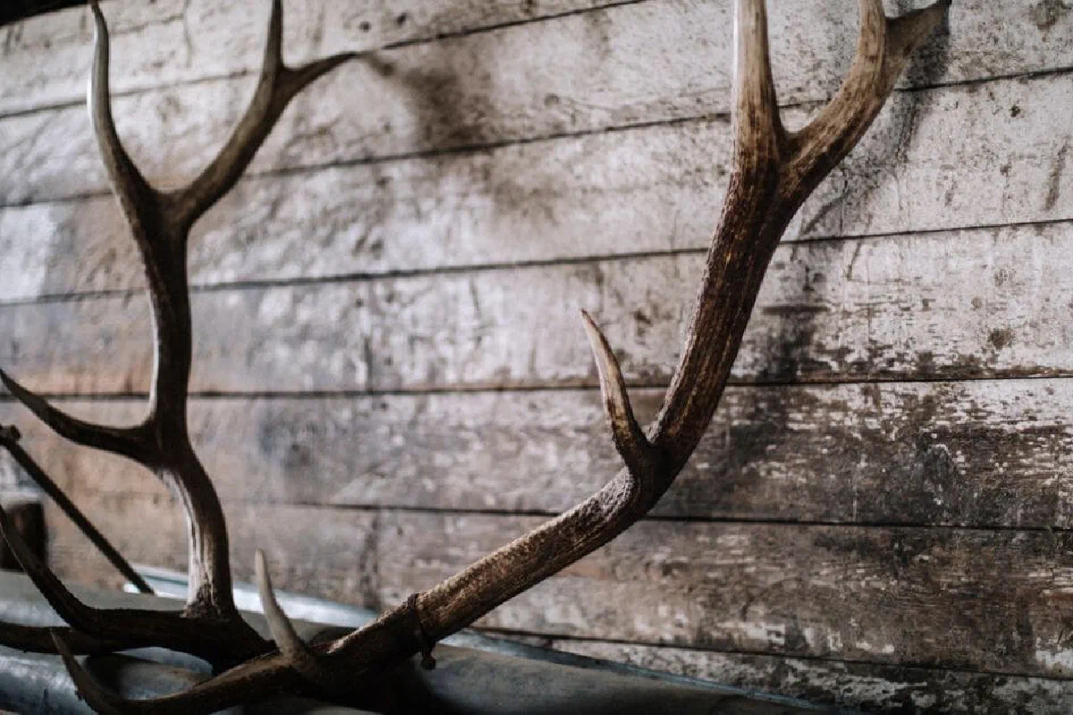 What is the significance of the horns of the altar?