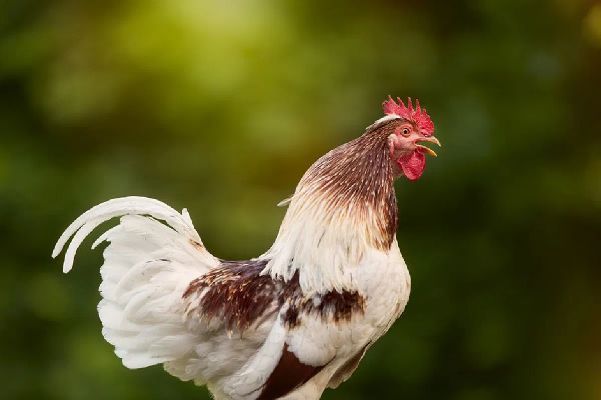 A striking rooster crowing outdoors with a blurred green background, showcasing its vibrant red comb.